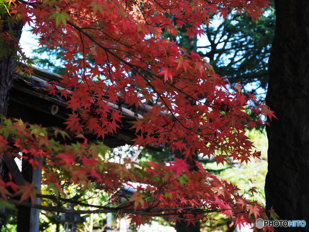 輪王寺の秋ー⑦