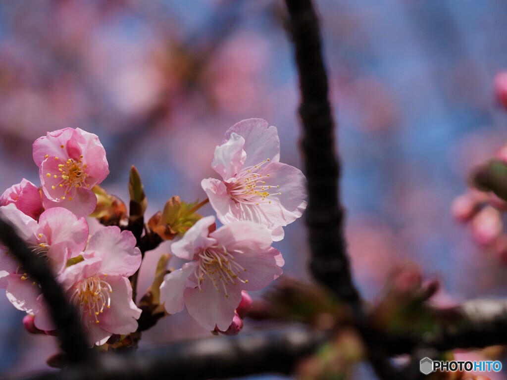 昨年の河津桜