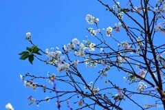 子福桜