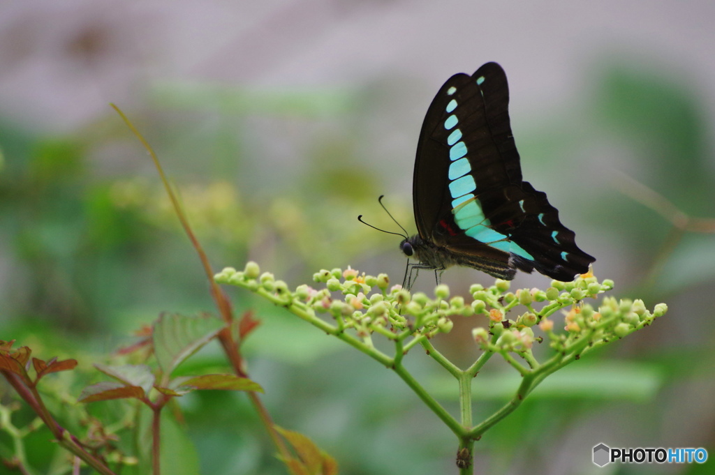 ブルーエンジェル