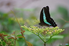 ブルーエンジェル