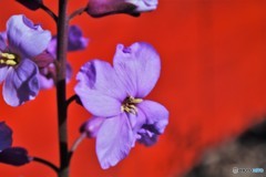 Erysimum cheiri