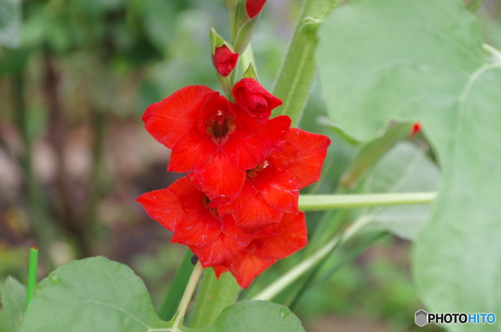 文月花ー15