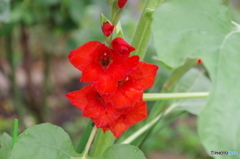 文月花ー15