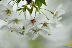 平成最後を咲く桜達～xxvii