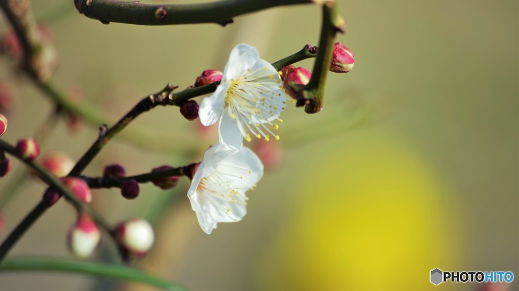 Prunus mume。