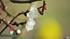 Prunus mume。