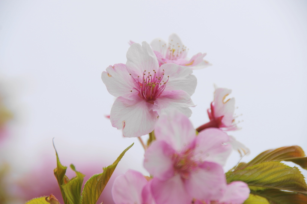 春の入り口 (5)