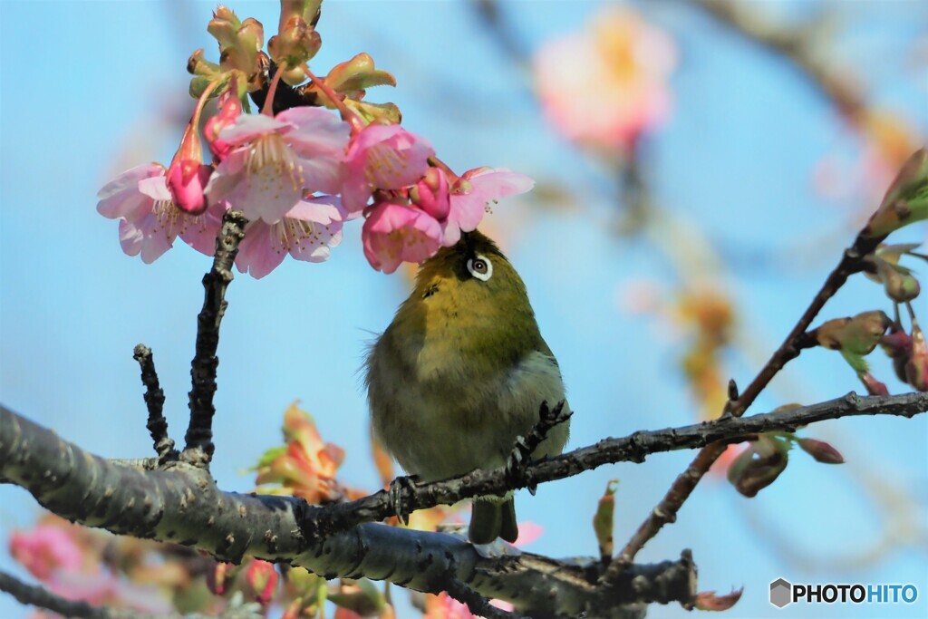 櫻にキッス～ⅲ