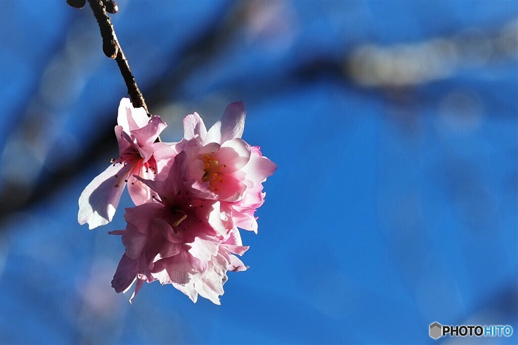 隅田の花