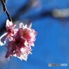 隅田の花