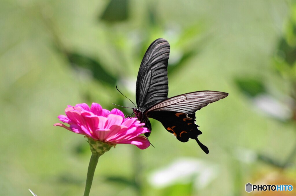 黒の雄姿～ⅱ