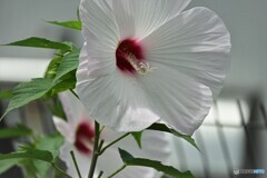 大きな華