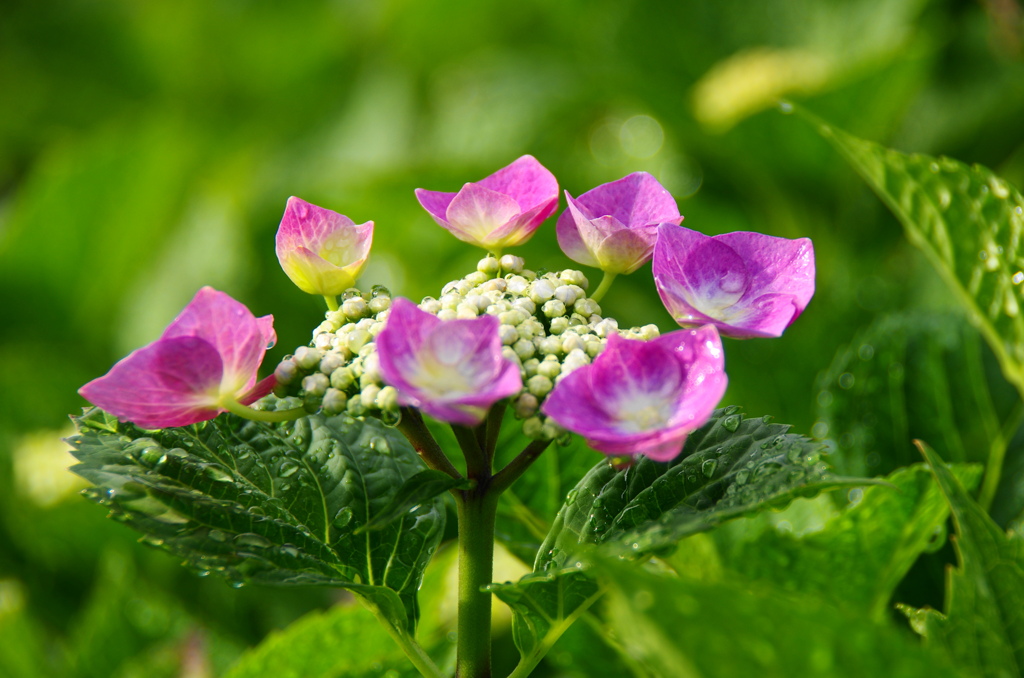 雨上がり紫陽花－９