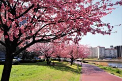 隅田川遊歩道～ⅵ