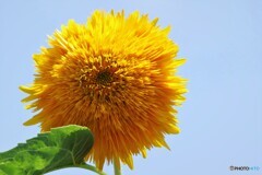 盛夏