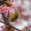 ５年前のサクジローⅱ