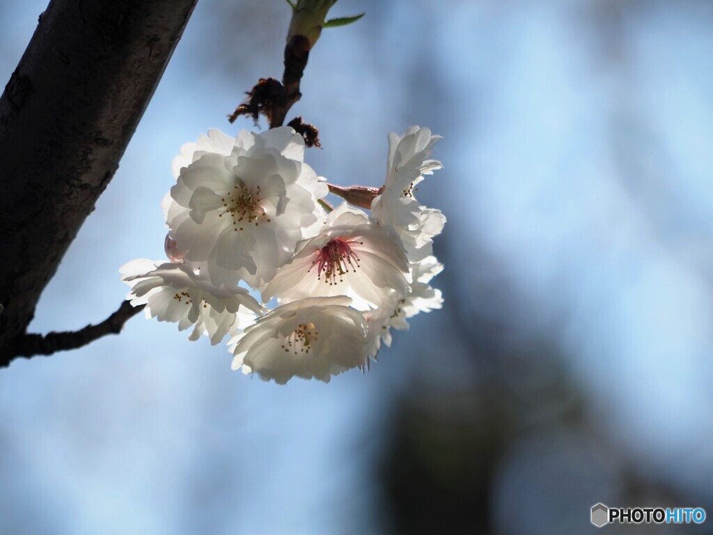 子福桜