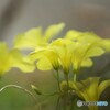 春のざわめき