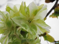 平成最後を咲く桜達～l