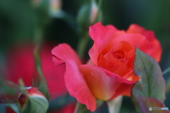 薔薇の囁き
