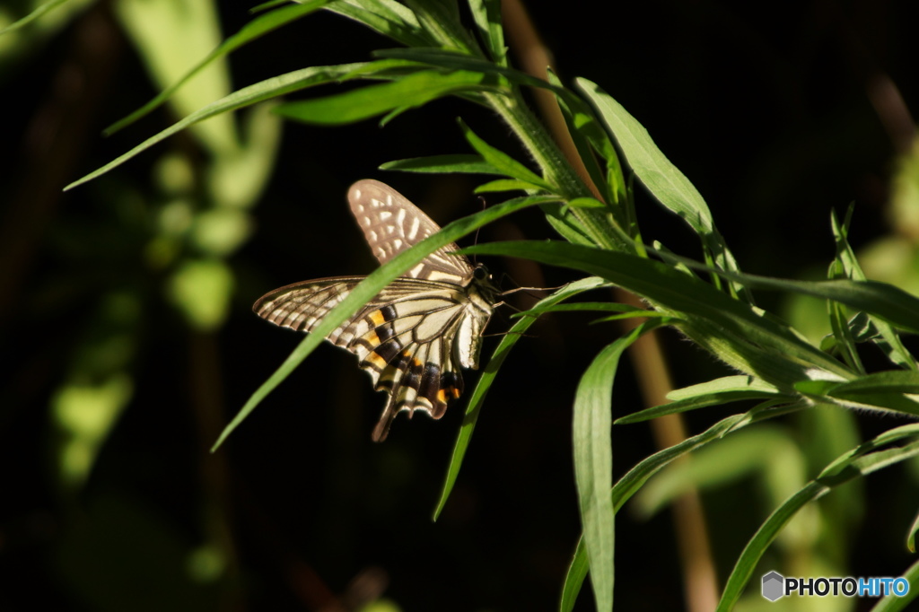 アゲハ蝶の舞－10