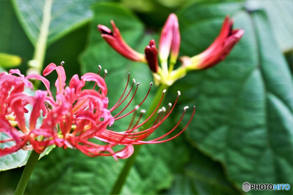 季節の花