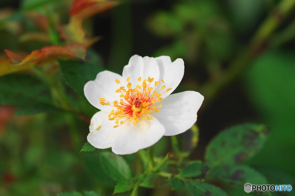 文月花ー６