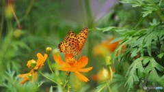 晩夏に舞う～④