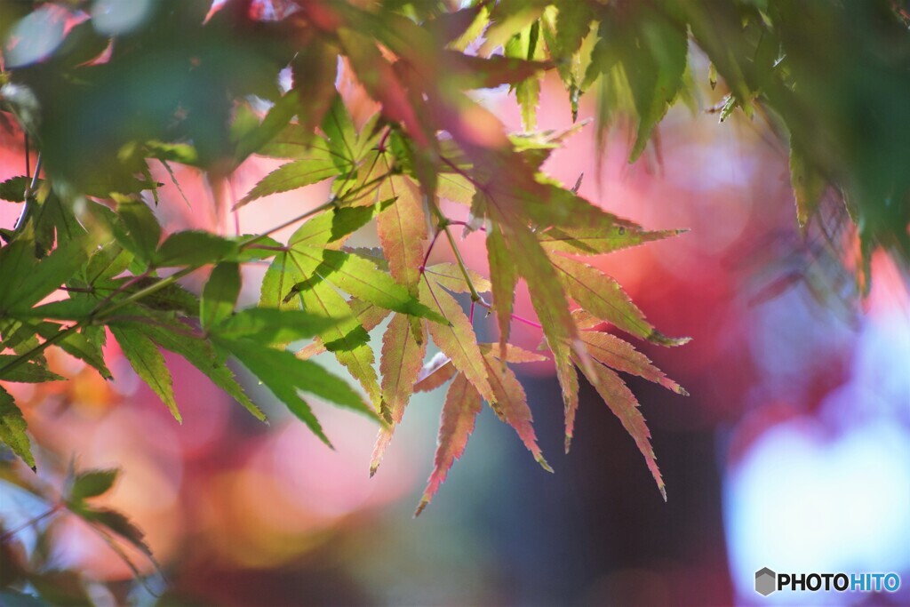 秋彩～Ⅳ