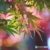 秋彩～Ⅳ