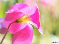 Oxalis