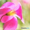 Oxalis