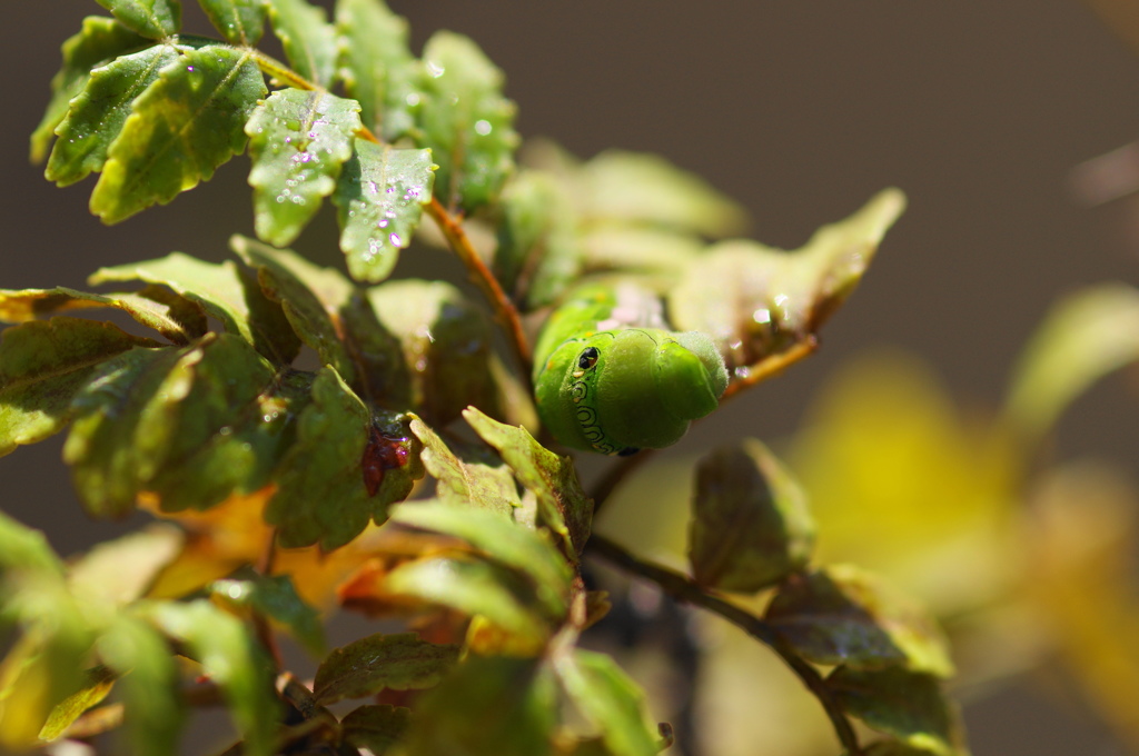かくれんぼー (２)