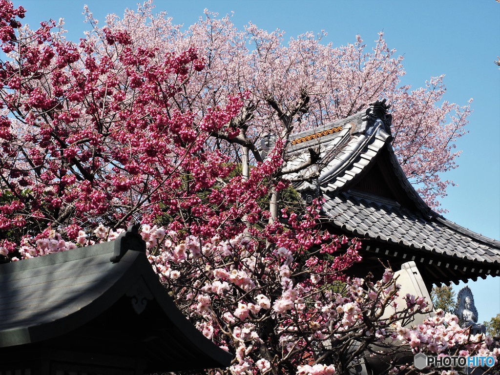 安行桜～ⅱ