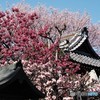 安行桜～ⅱ