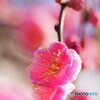 花だより～ⅵ