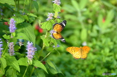 ツマグロヒョウモンの舞ー13