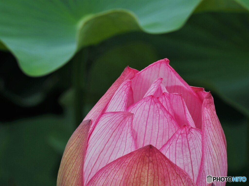 堀之内公園の蓮～ⅵ