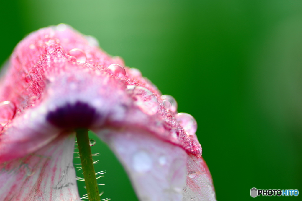 水無月の雫ー２