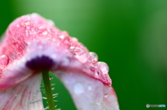 水無月の雫ー２