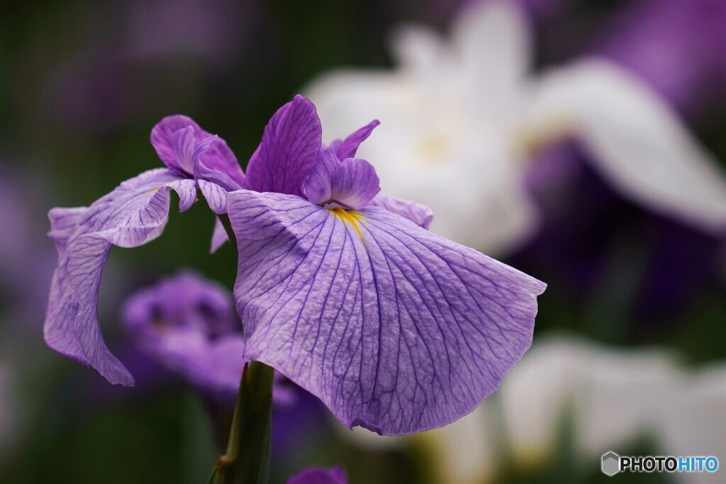 堀切花菖蒲～ⅰ