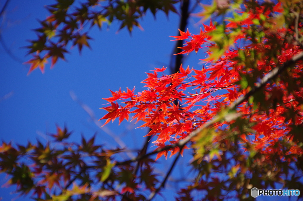 映える紅