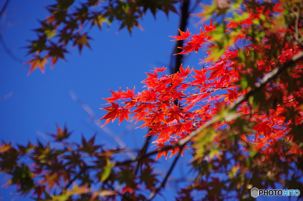 映える紅