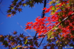 映える紅
