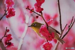 ウメジローⅳ