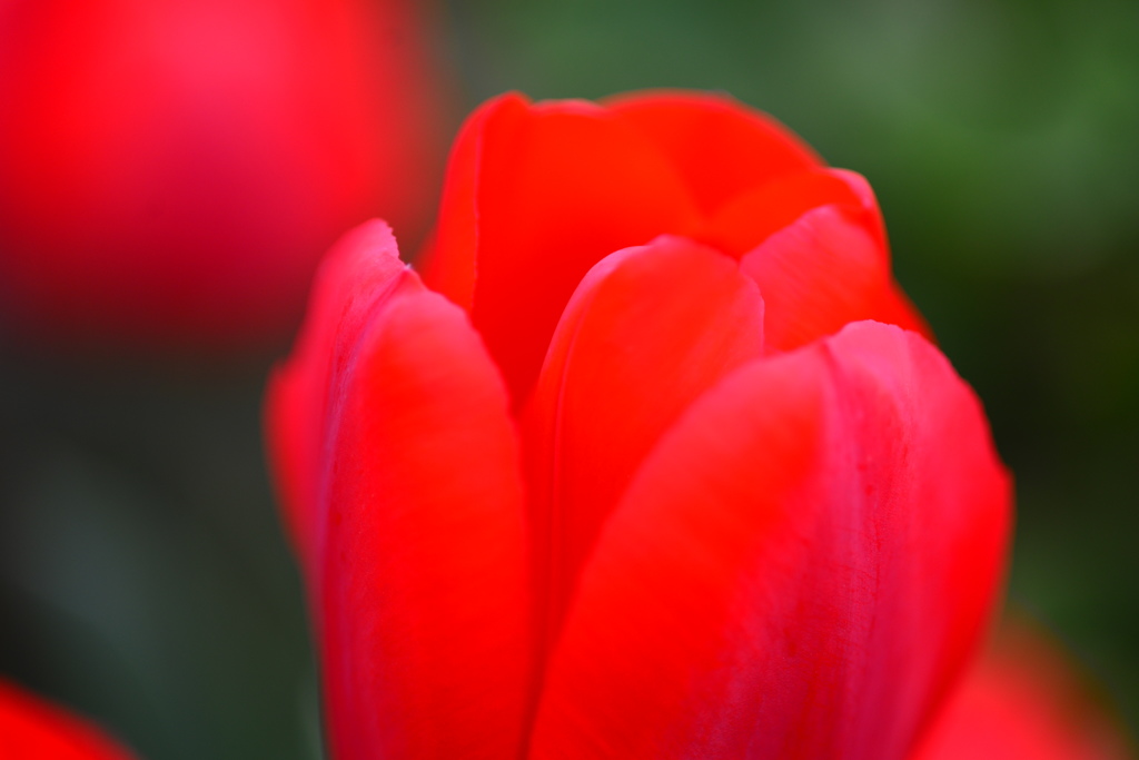 チューリップ -11