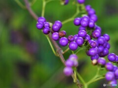 Callicarpa