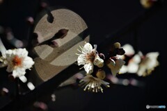 梅便り～xxi