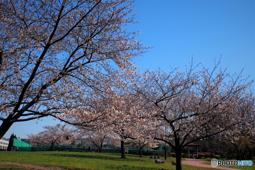 自粛の桜の公園